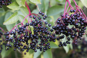 elderberry