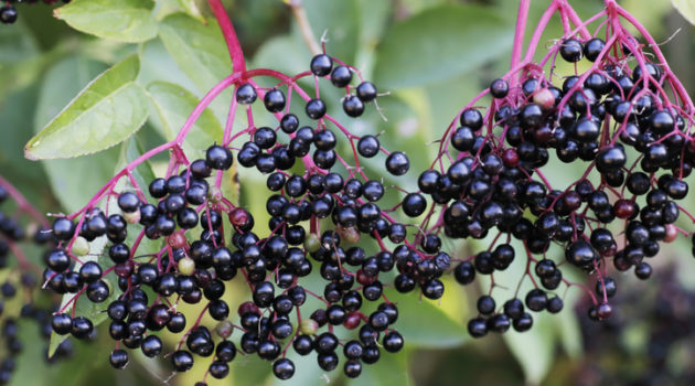 elderberry