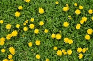 dandelions