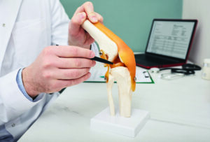 Traumatologist pointing pen to meniscus in a knee-joint anatomical teaching model.