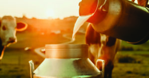Close up of farmer pouring raw milk into container