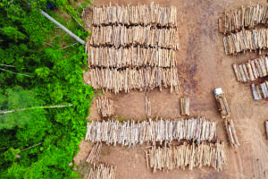 Aerial view of a logging operation with rows of stacked, cut tree trunks.