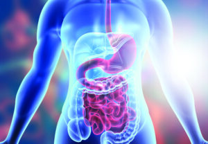 Human body digestive system anatomy illustration