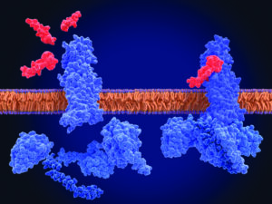 Illustration of GLP-1 agonist drugs stimulating the GLP-1 receptor