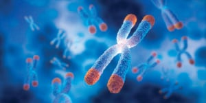 Illustration of Chromosomes with highlighted Telomeres.