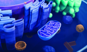 3D rendering of mitochondria close-up